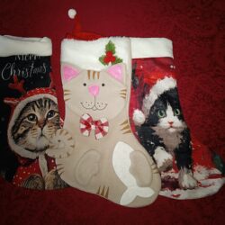 Meia de Natal Gatito